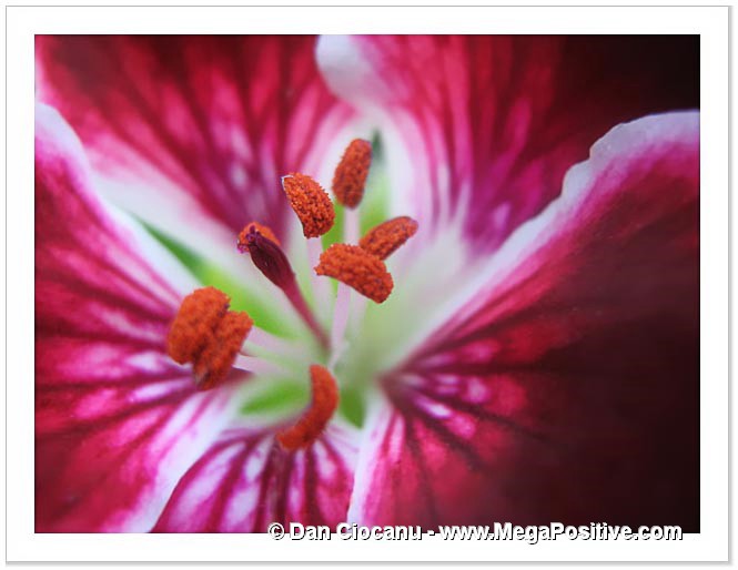 petunia modern art super macro abstract photo print