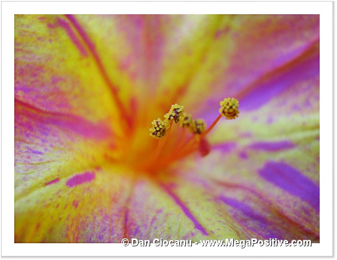 petunia rich colored macro canvas with yellow, red and violet collors