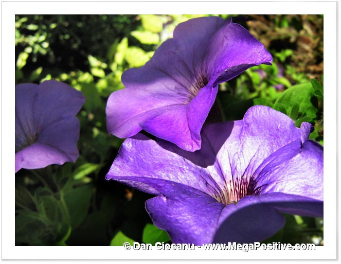 petunia violet macro photo canvas