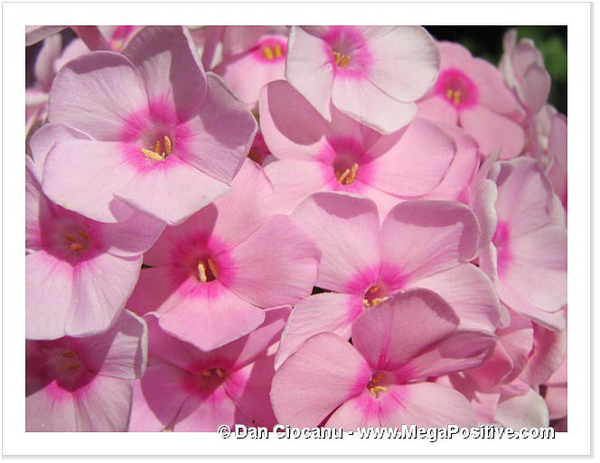 phlox pink flowers macro photo canvas
