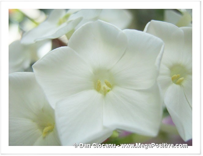 white phlox verbena macro photo canvas