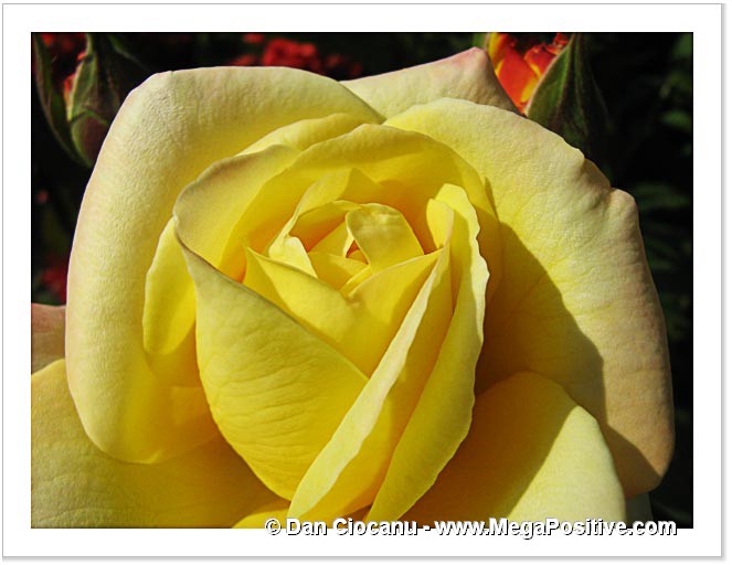 yellow rose flower canvas print