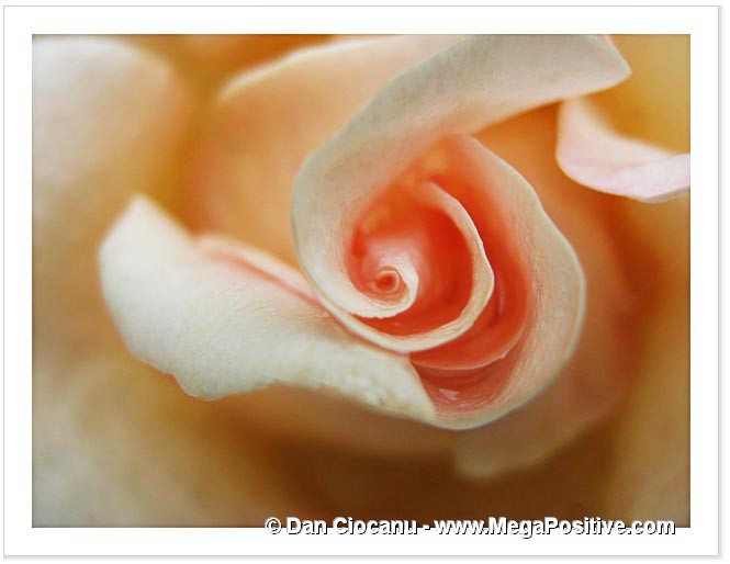 rose beige petals abstract art macro photo canvas