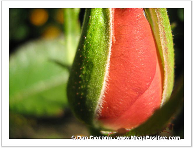 rose bud - abstract canvas print