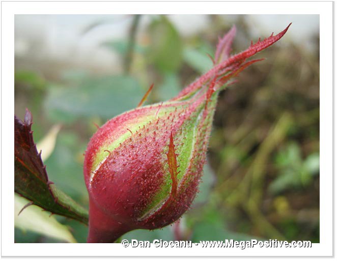 green and red rose flower bud canvas print