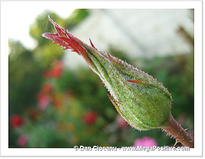 green rose bud with hoarfrost canvas print