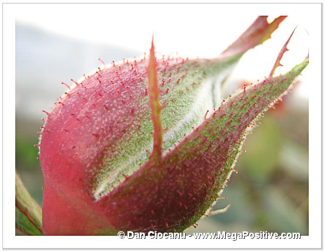 rose flower bud with spikes - abstarct canvas print