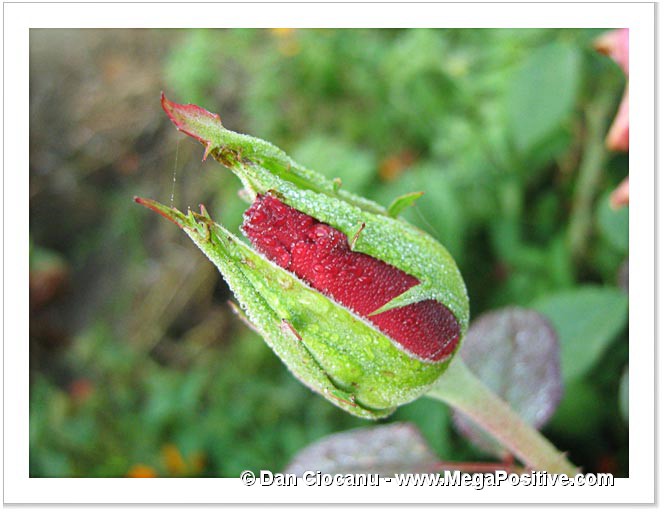 hoarfrost water drops on green and red rose bud