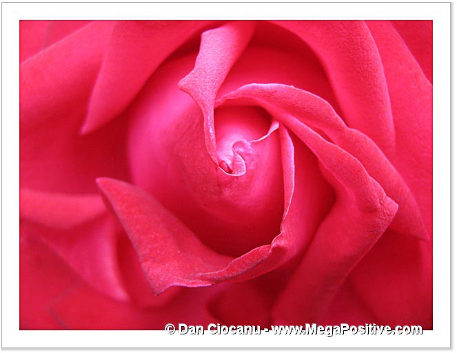 red rose canvas print