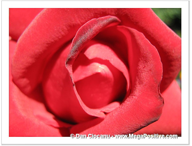 red rose canvas print - super-macros (close-up)