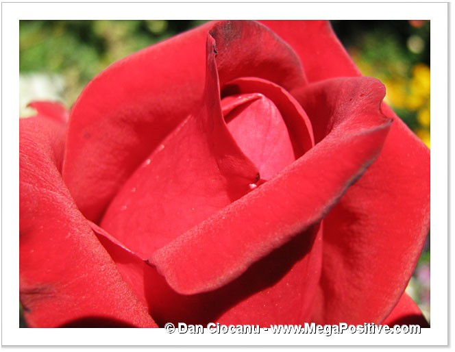 red rose canvas print