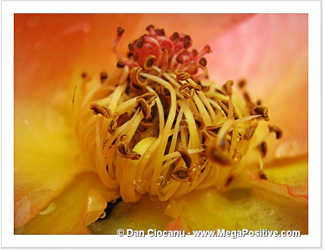 inside a rose canvas print