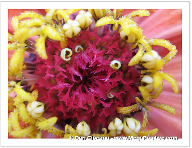 abstract art canvas zinnia super macro photo print