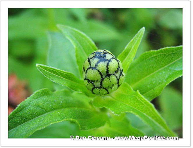 zinnia bud front macro abstract photo canvas