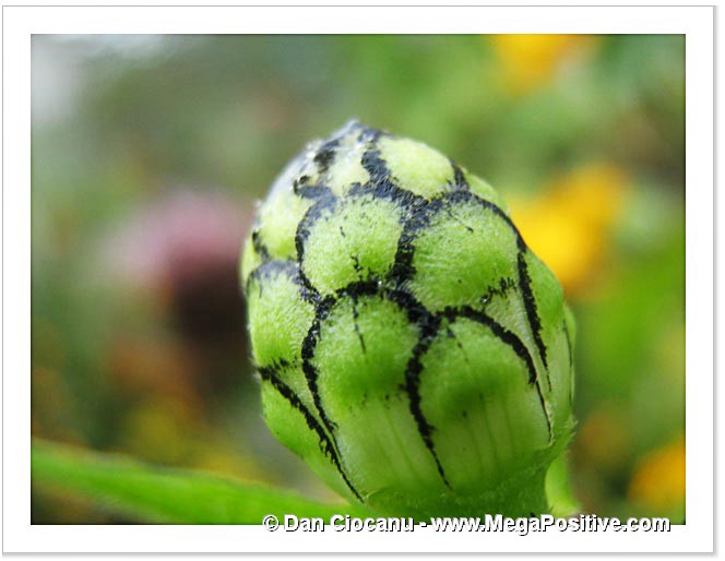 zinnia bud green art abstract contemporary art macro canvas