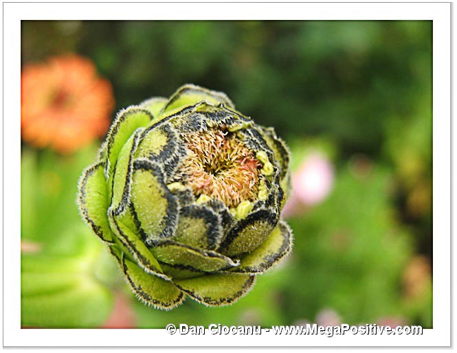 zinnia bud abstract art macro green background canvas