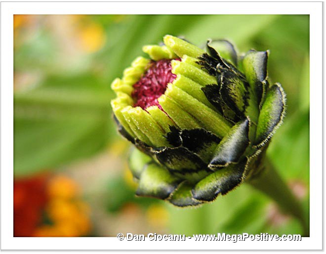 zinnia bud green background abstract macro photo print