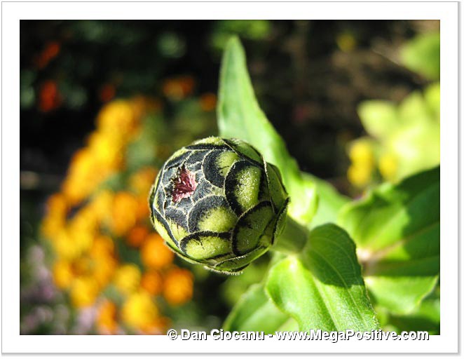 zinnia flower bud high positive energy macro abstract photo