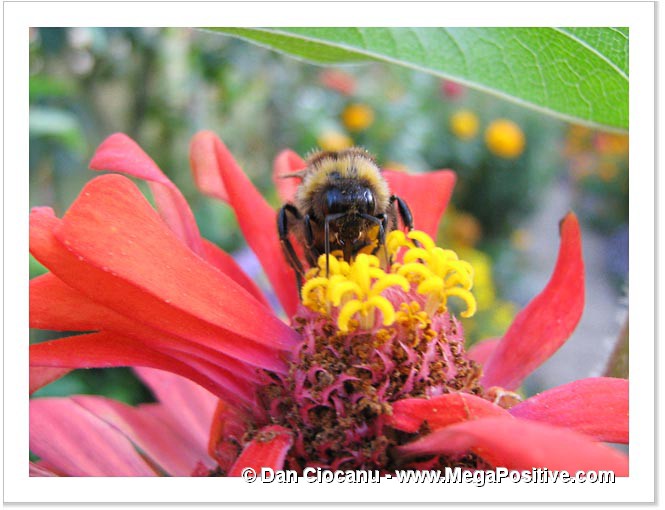 zinnia flower with a bumblebee macro photo