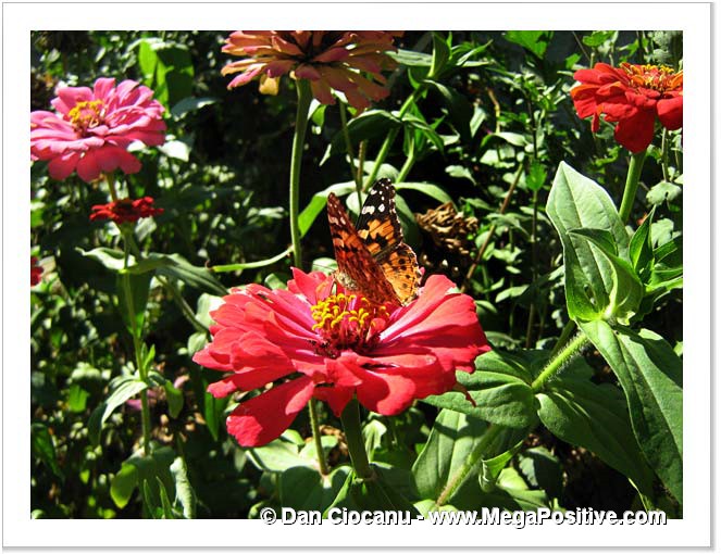 zinnia flower with butterfly on it high energy photo canvas
