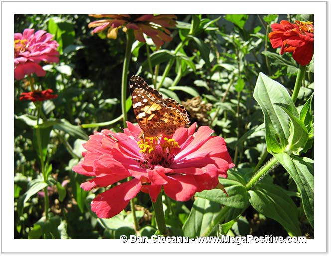 zinnia butterfly high energy canvas 