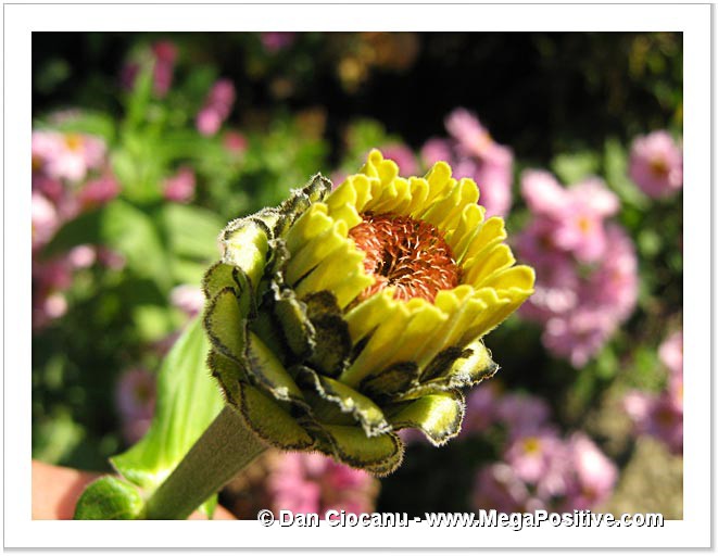 zinnia flower with no petals positive energy abstract art macro