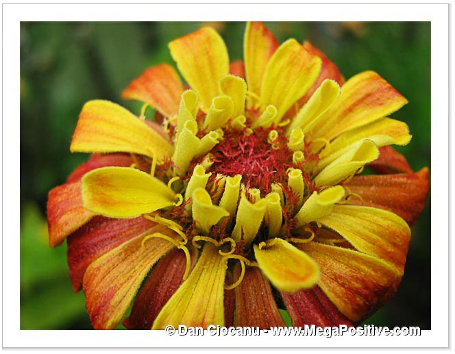 zinnia flower beautiful macro modern art photo print
