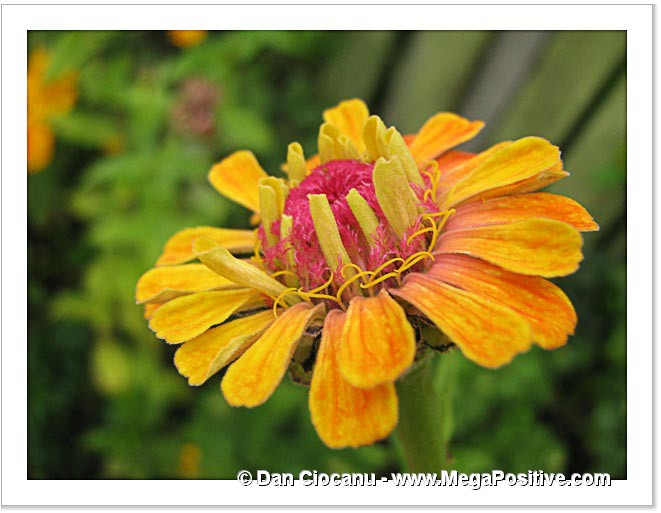 zinnia orange petals macro photo canvas print